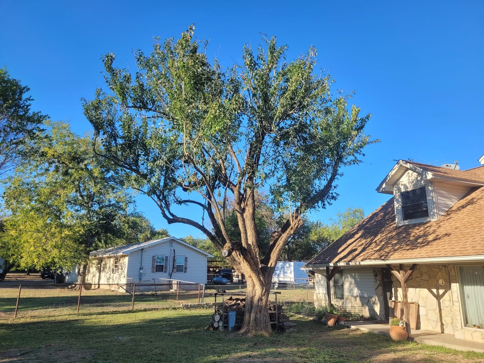 Mature shade tree standing over a Texas property between two homes