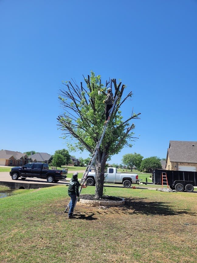 Crew removing a large tree from a residential property