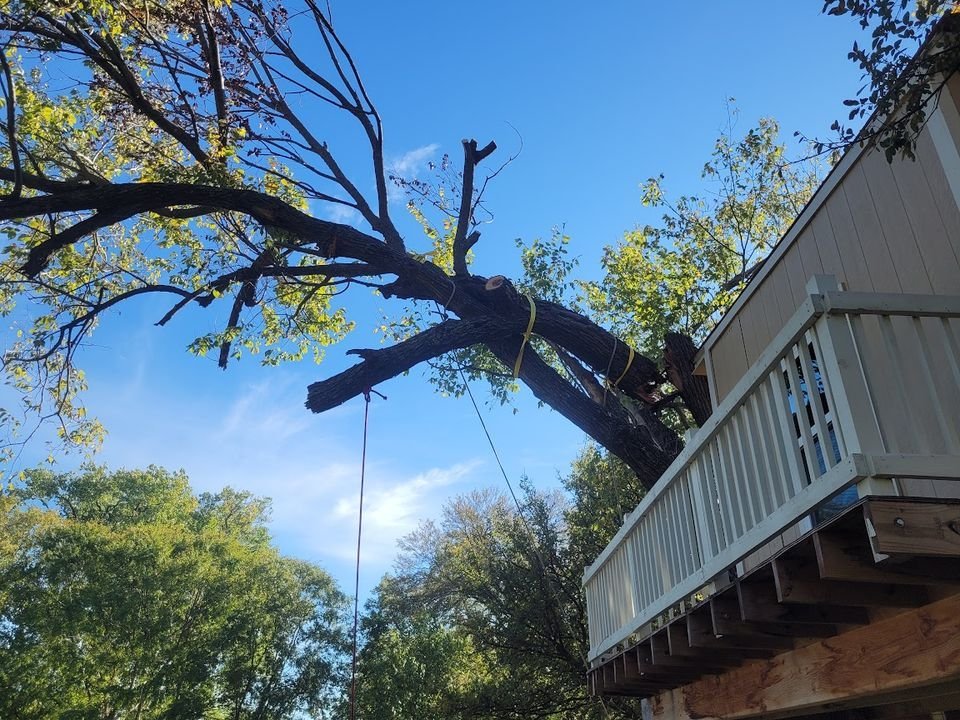 Freshly pruned tree with a tidy, shaped canopy