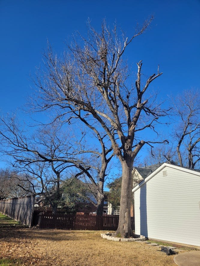 Tree service crew clearing storm-damaged limbs